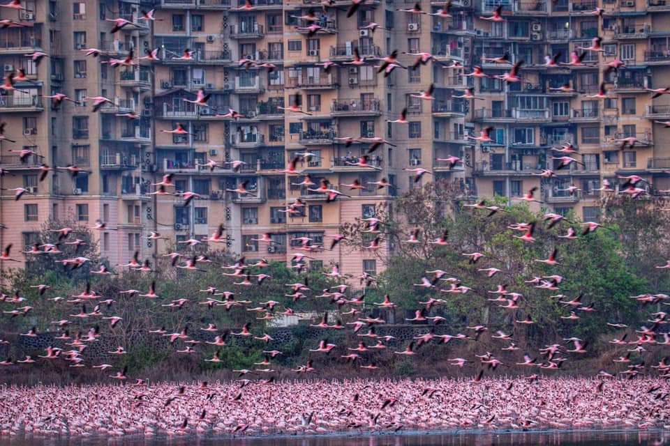 flamingo near nri complex navi mumbai